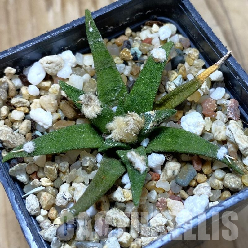 SH11045 Ariocarpus agavoides