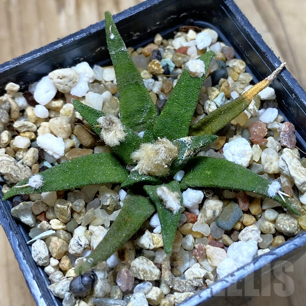 SH11045 Ariocarpus agavoides