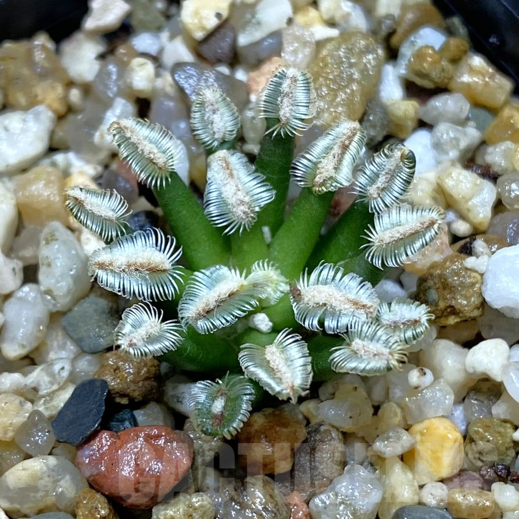 SH11023 Mammillaria bertholdii GCG 12161, own roots