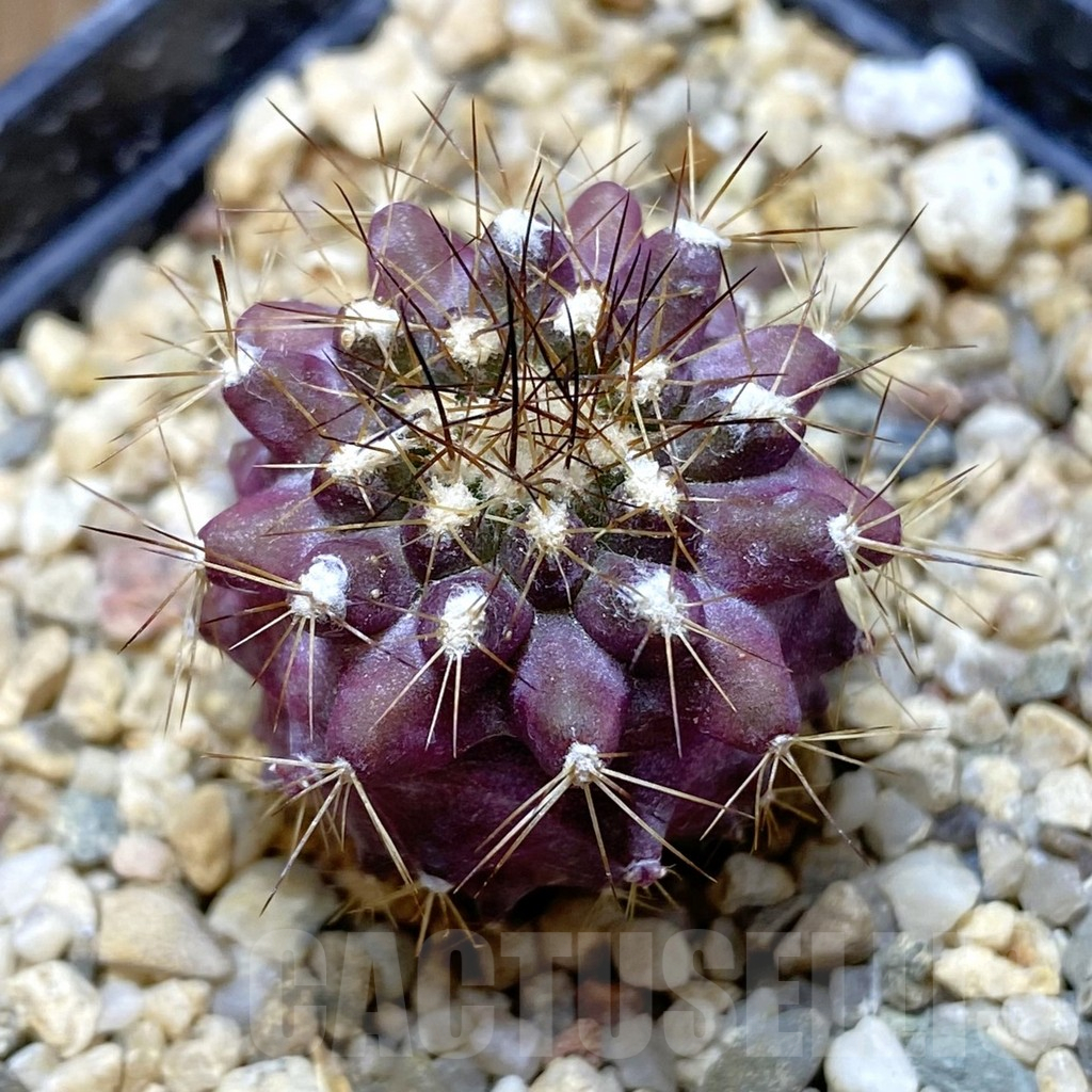 SH11047 Copiapoa maritima ex MG 85.717