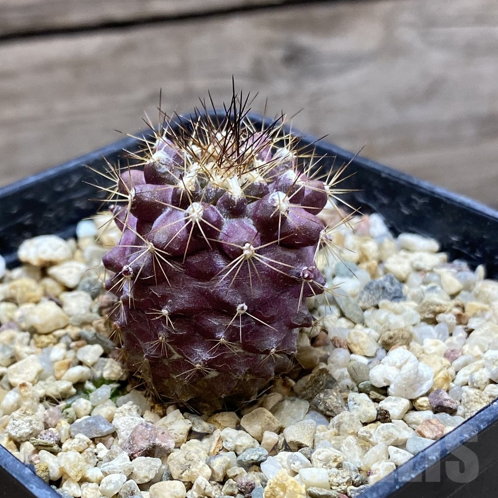 SH11047 Copiapoa maritima ex MG 85.717 - Image 2
