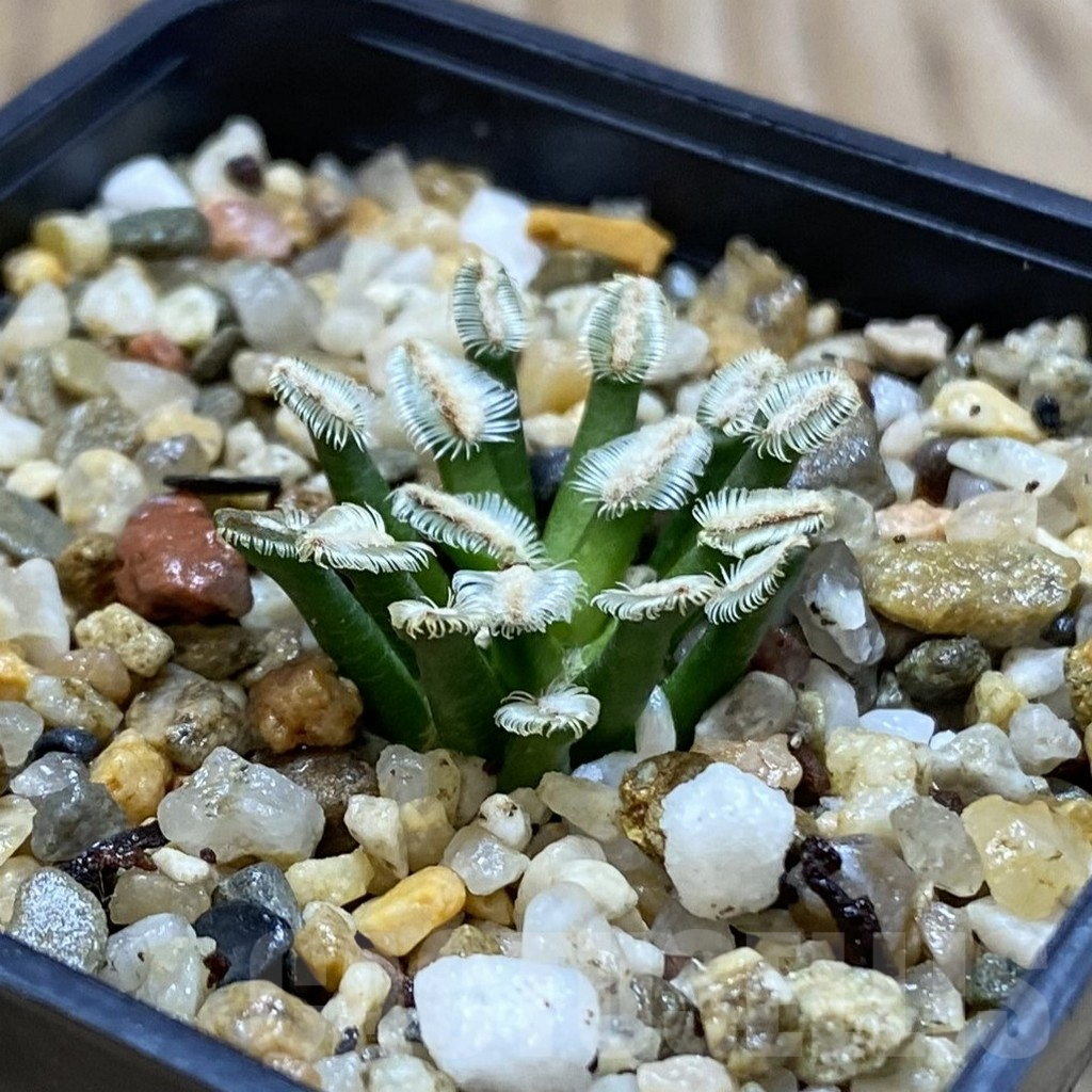 SH11023 Mammillaria bertholdii GCG 12161, own roots - Image 2