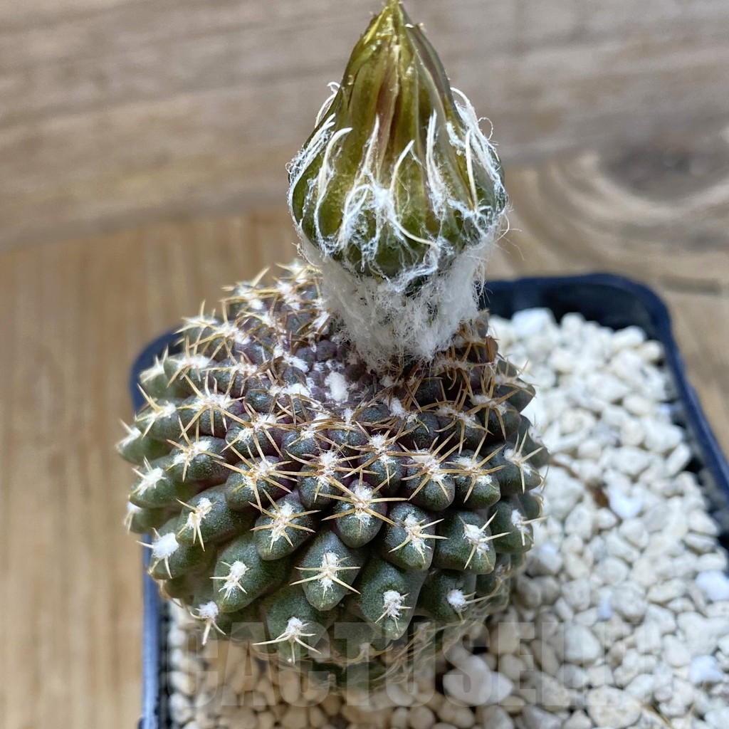 SH11182 Thelocephala krausii