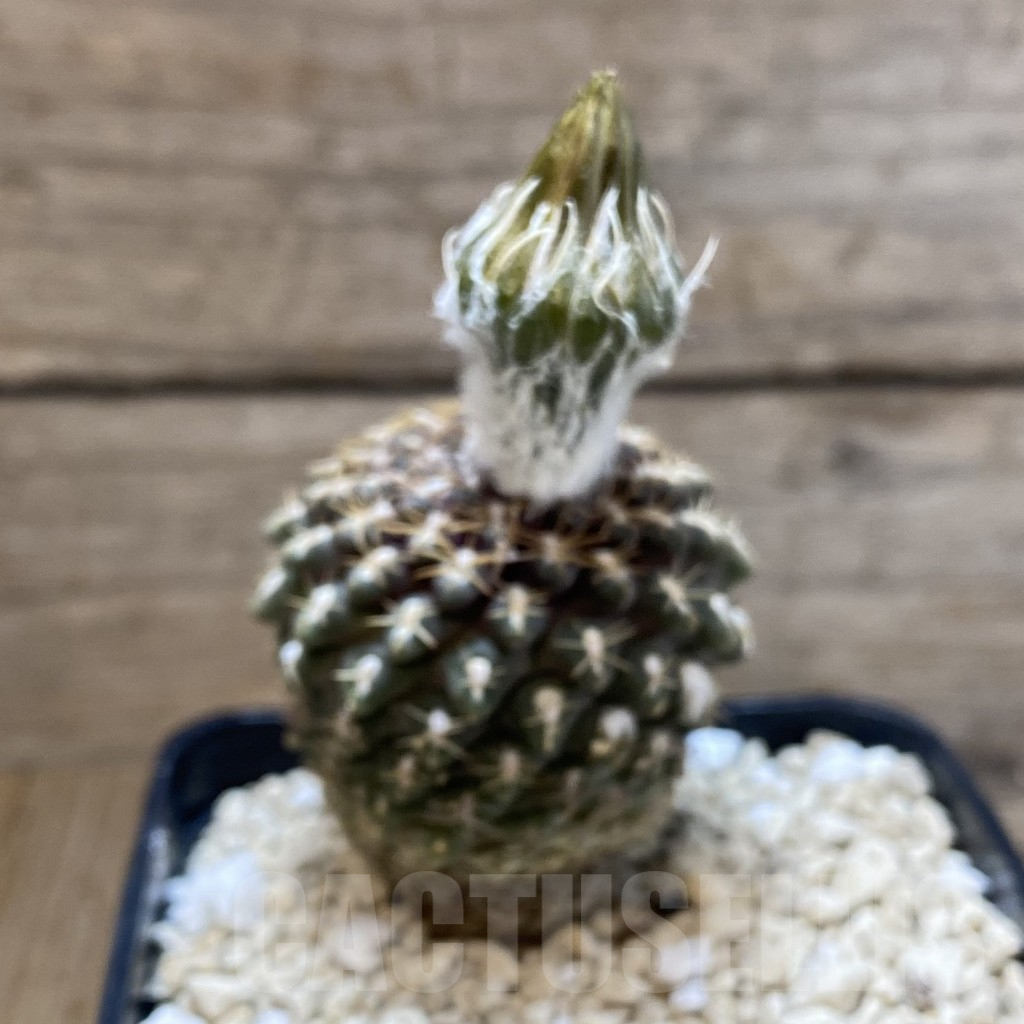 SH11182 Thelocephala krausii - Image 2