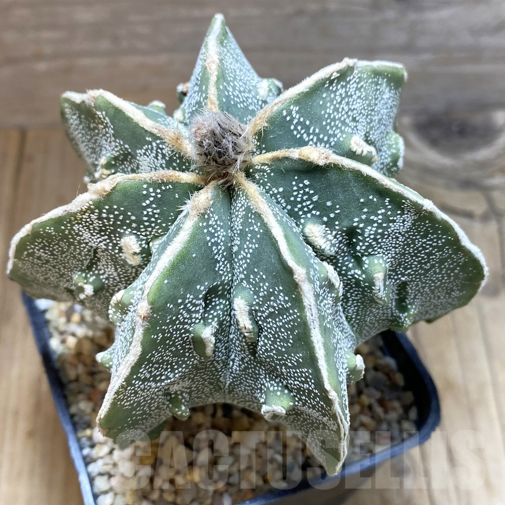 SH11151 Astrophytum myriostigma ‘Fukuryu’