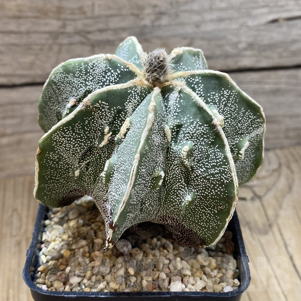 SH11151 Astrophytum myriostigma ‘Fukuryu’ - Image 2