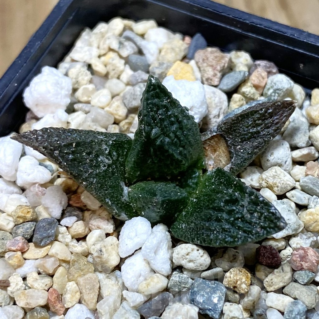 SH11188 Ariocarpus fissuratus VZD 341