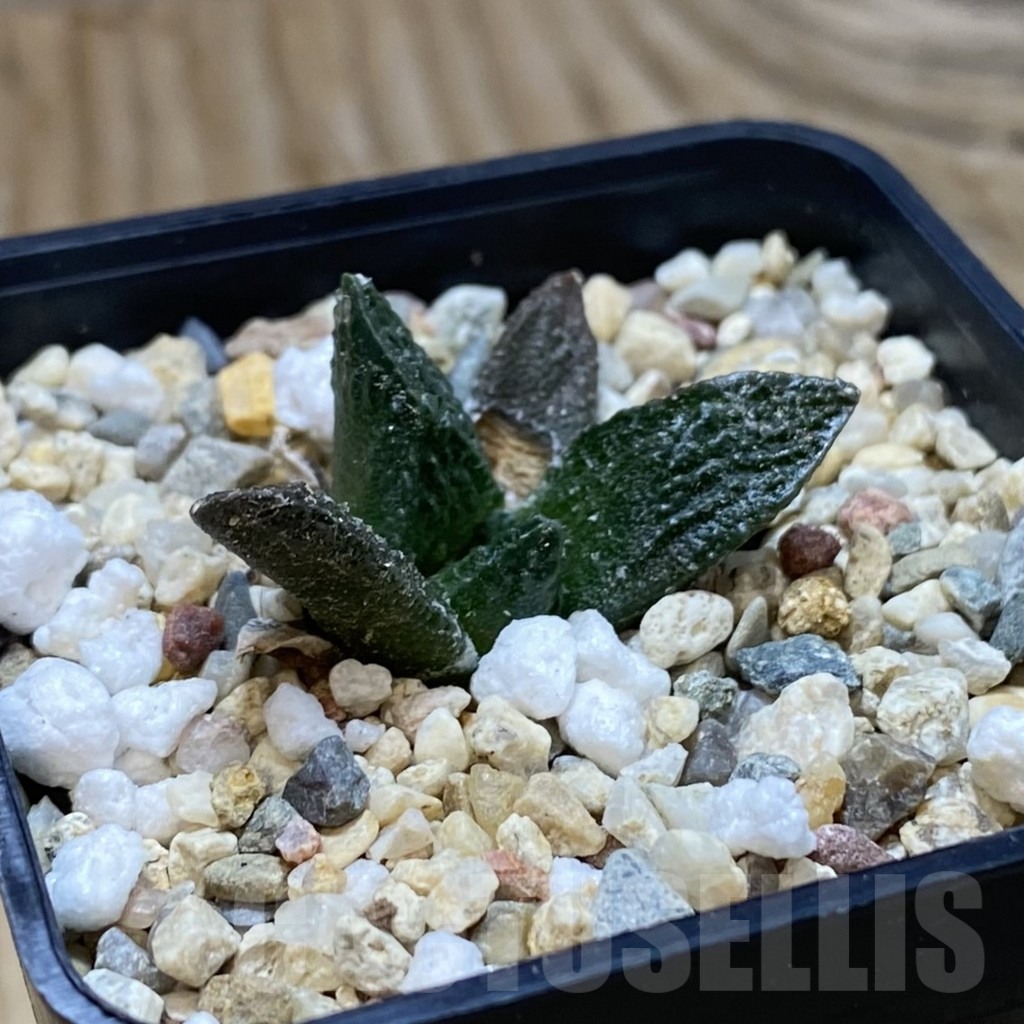 SH11188 Ariocarpus fissuratus VZD 341 - 画像 (2)