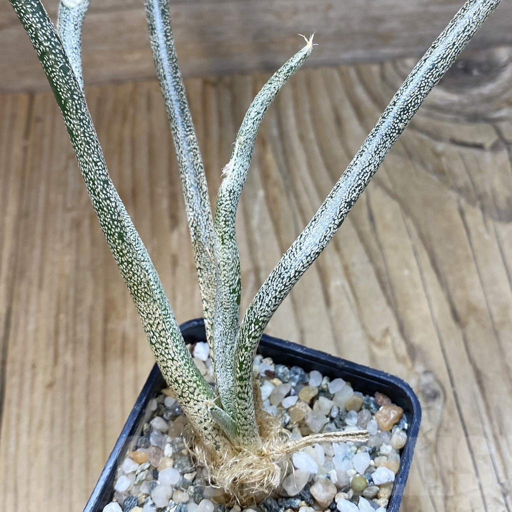SH11190 Astrophytum caput-medusae, seedling