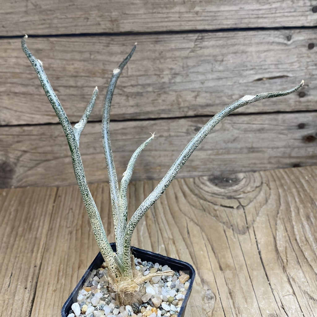 SH11190 Astrophytum caput-medusae, seedling - Image 2