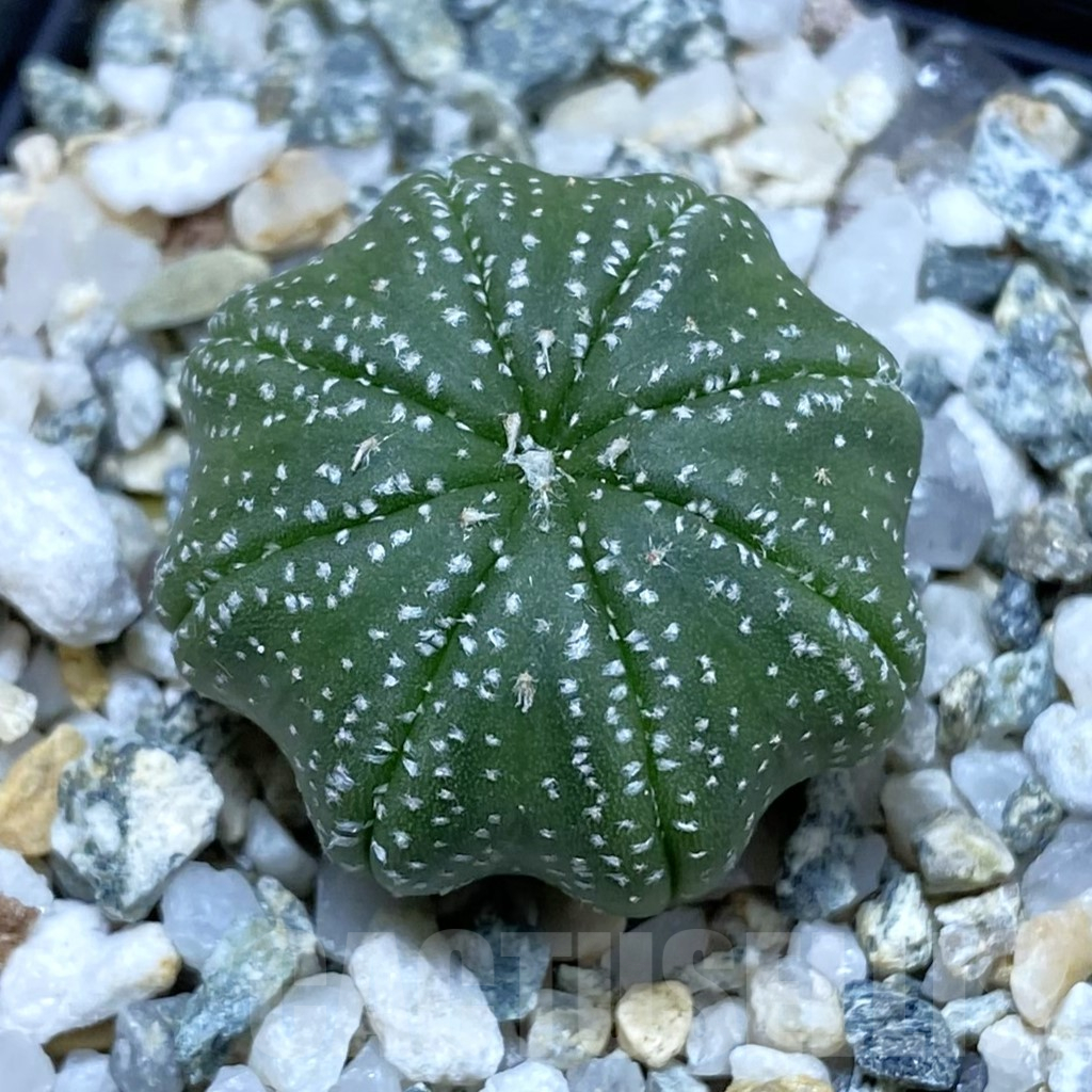 SH11191 Astrophytum asterias ‘Star Shape’