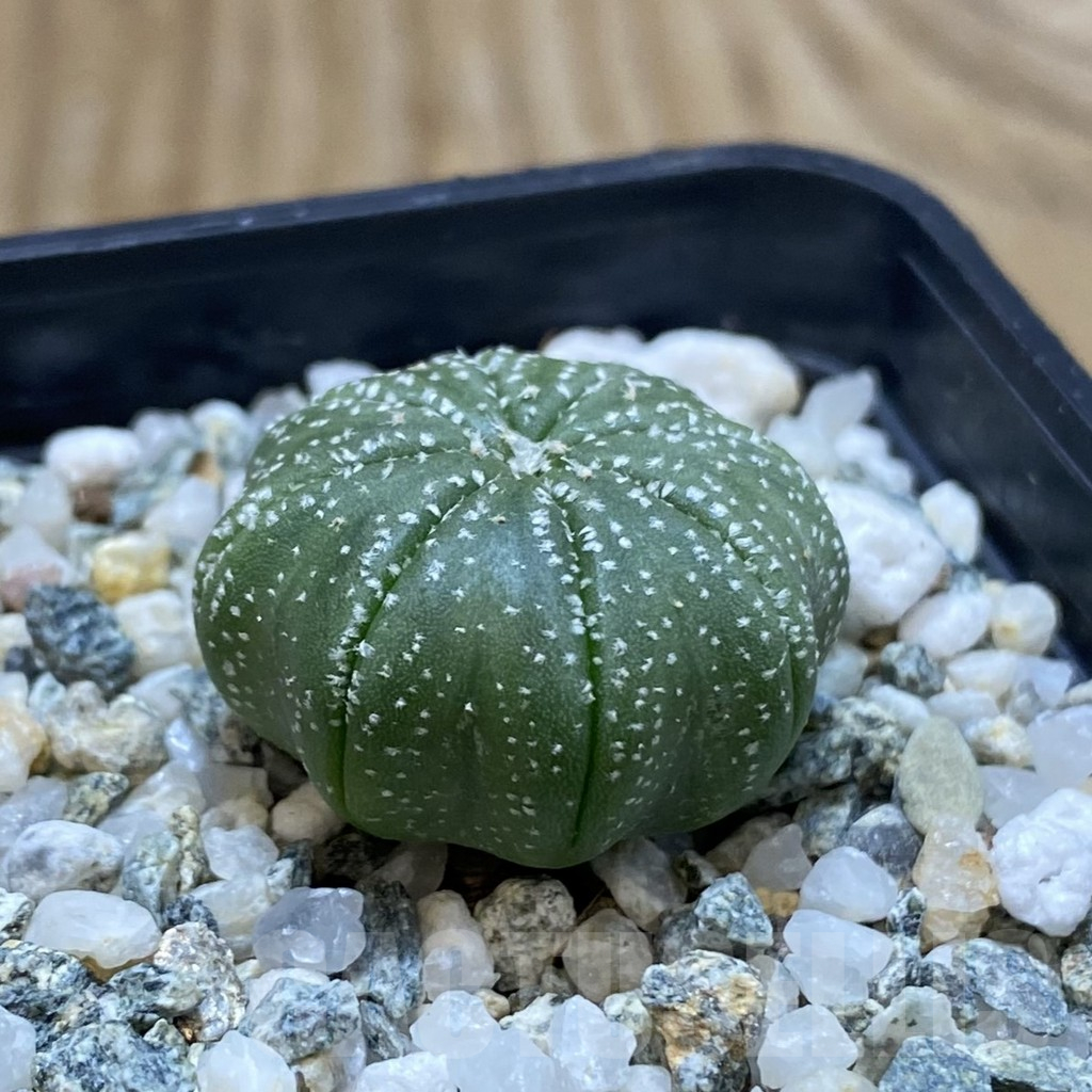 SH11191 Astrophytum asterias ‘Star Shape’ - Image 2