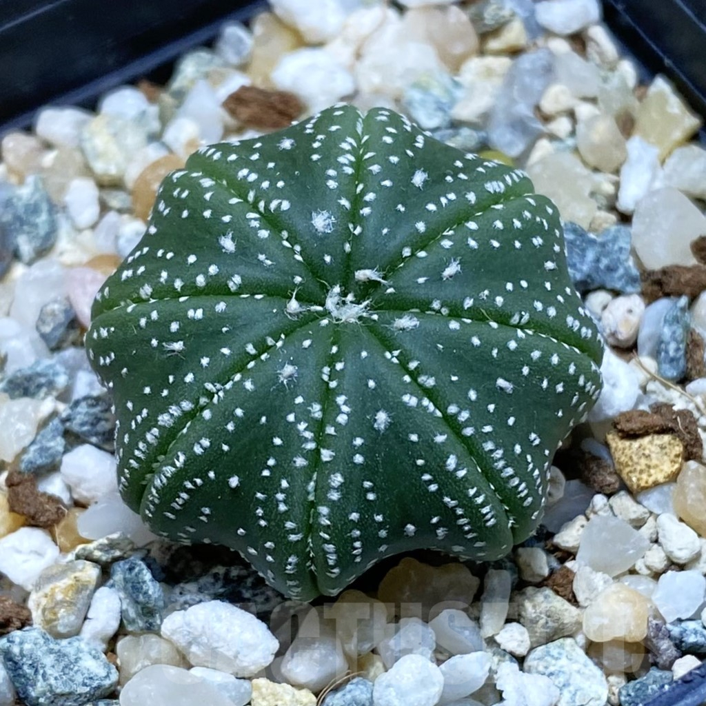 SH11192 Astrophytum asterias ‘Star Shape’