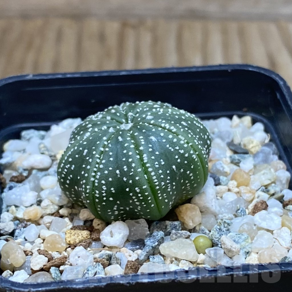 SH11192 Astrophytum asterias ‘Star Shape’ – Image 2