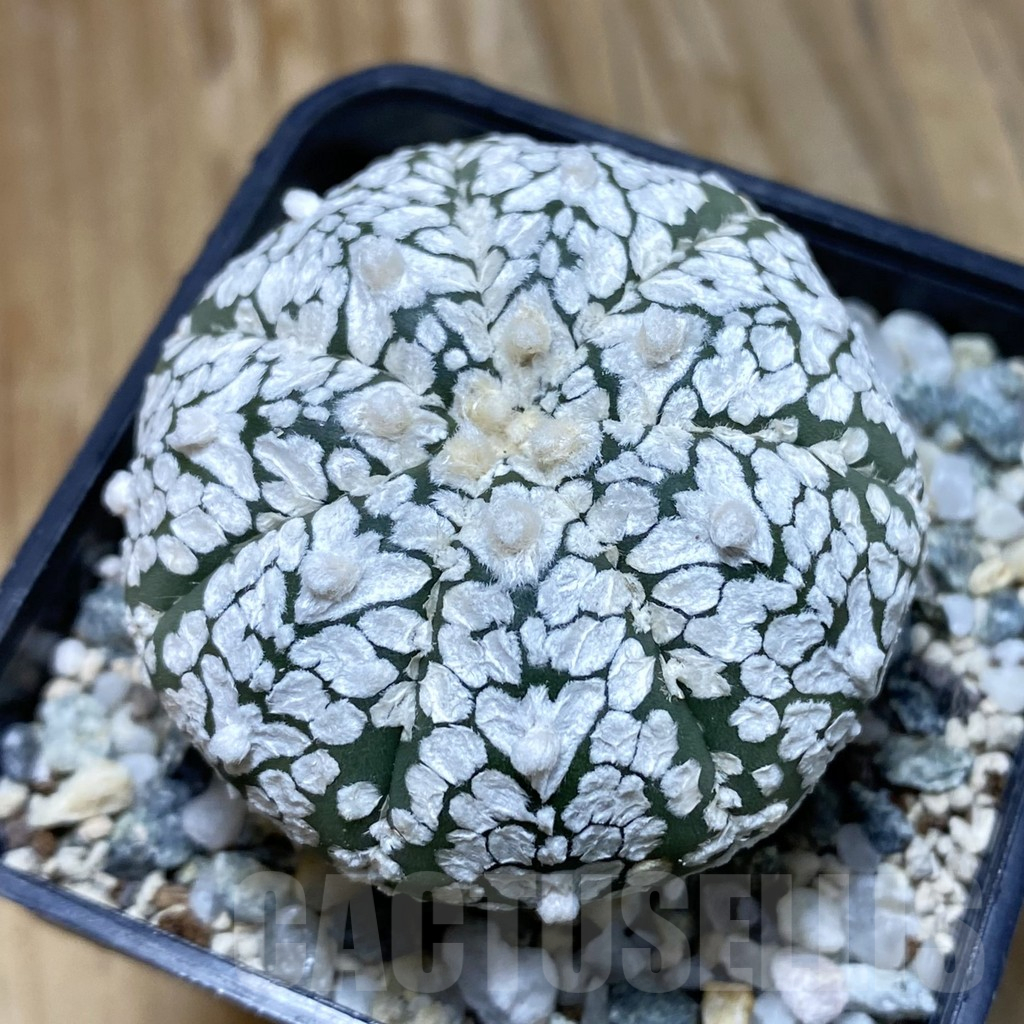 SH11194 Astrophytum asterias ‘Super Kabuto’ V-Type