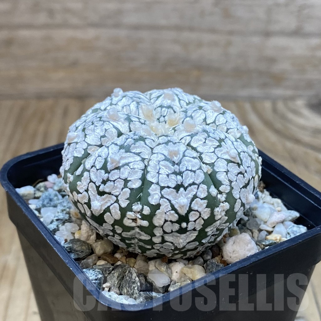 SH11194 Astrophytum asterias ‘Super Kabuto’ V-Type - immagine 2