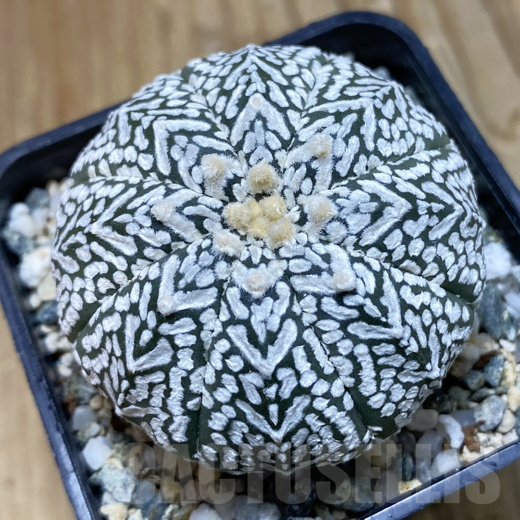 SH11195 Astrophytum asterias ‘Super Kabuto’ V-Type
