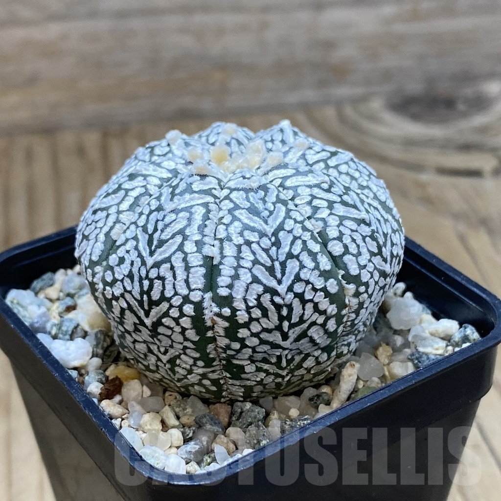 SH11195 Astrophytum asterias ‘Super Kabuto’ V-Type - immagine 2