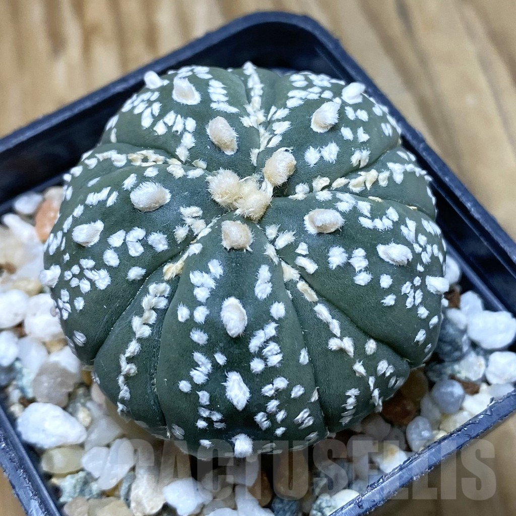 SH11196 Astrophytum asterias 'Kikko' , 5-ribs