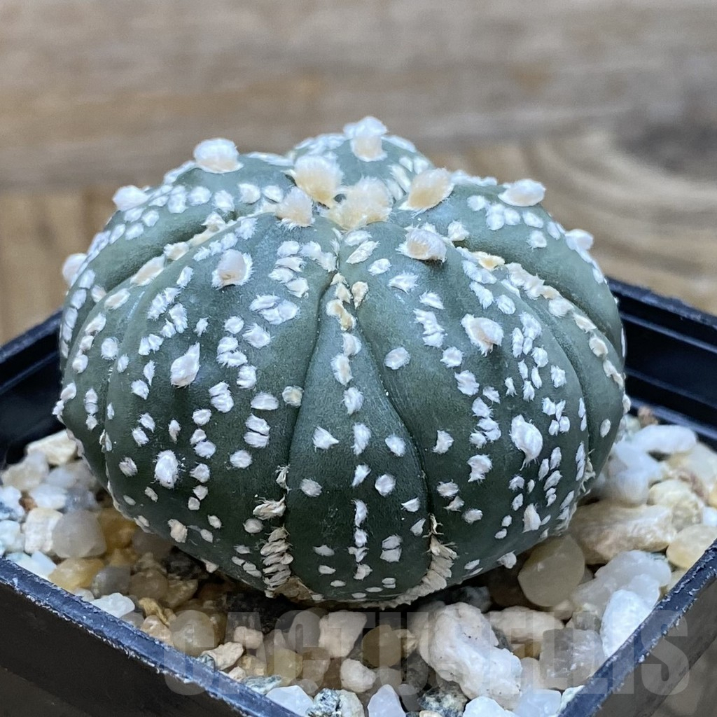 SH11196 Astrophytum asterias 'Kikko' , 5-ribs - immagine 2