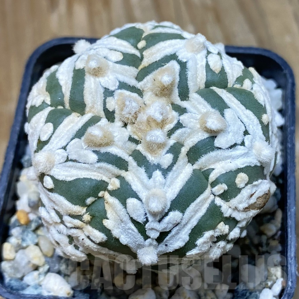 SH11197 Astrophytum asterias ‘Super Kabuto’ V-Type, 5-ribs