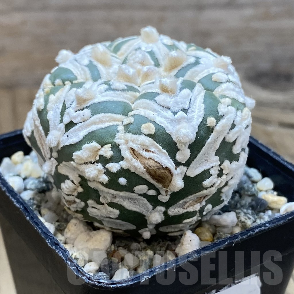 SH11197 Astrophytum asterias ‘Super Kabuto’ V-Type, 5-ribs - Image 2