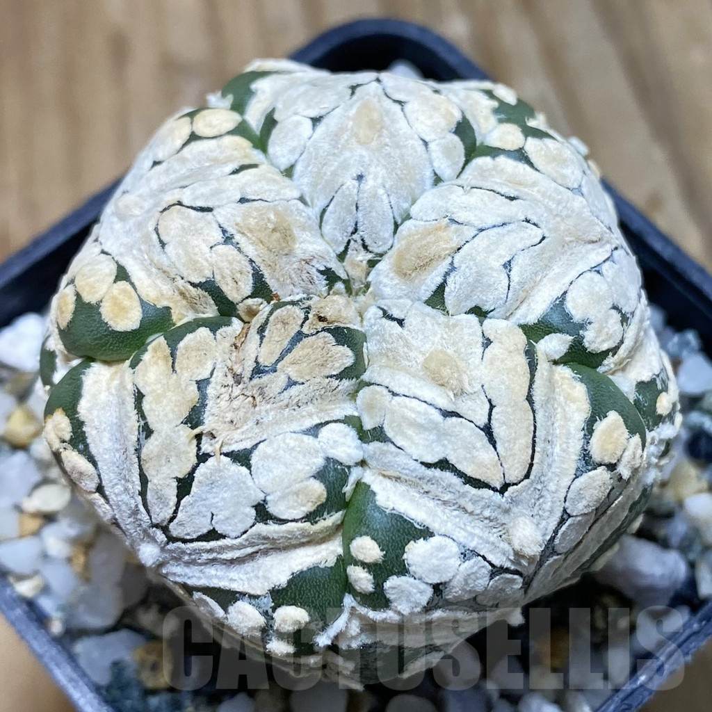 SH11198 Astrophytum asterias ‘Super Kabuto’ V-Type, 5-ribs