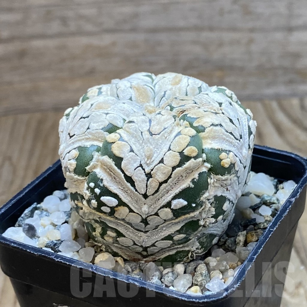 SH11198 Astrophytum asterias ‘Super Kabuto’ V-Type, 5-ribs – Image 2