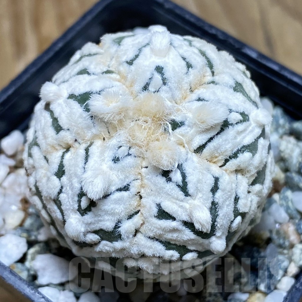 SH11199 Astrophytum asterias ‘Super Kabuto’ V-Type, 5-ribs