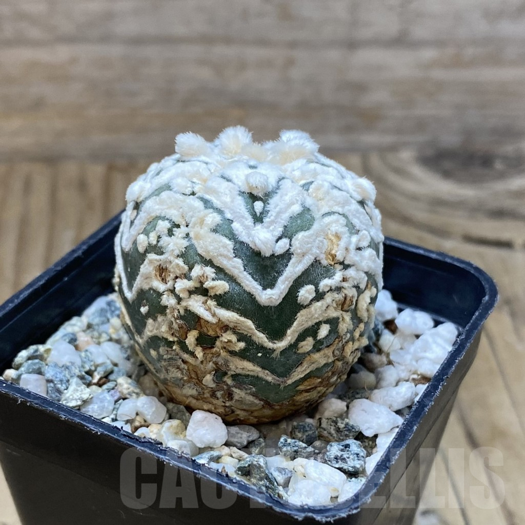 SH11199 Astrophytum asterias ‘Super Kabuto’ V-Type, 5-ribs - 画像 (2)