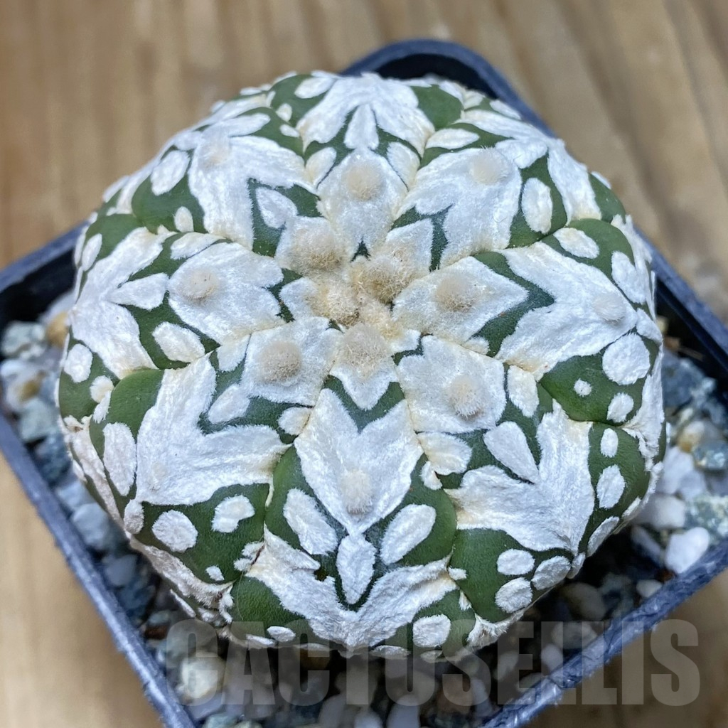 SH11200 Astrophytum asterias 'Super Kabuto' V-type f. nudum