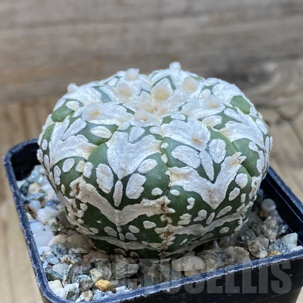 SH11200 Astrophytum asterias 'Super Kabuto' V-type f. nudum - 画像 (2)