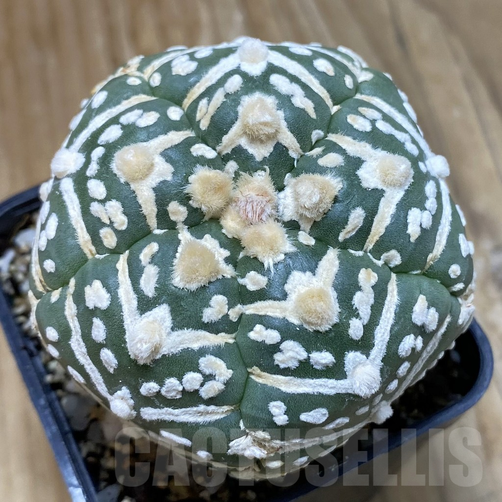 SH11201 Astrophytum asterias 'Super Kabuto' V-type f. nudum, 5-ribs