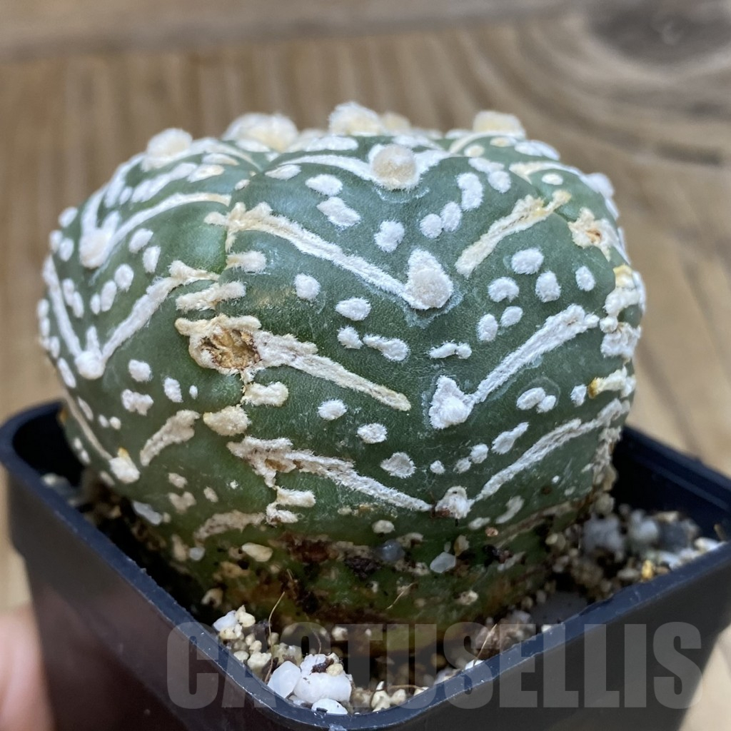 SH11201 Astrophytum asterias 'Super Kabuto' V-type f. nudum, 5-ribs - Imagen 2