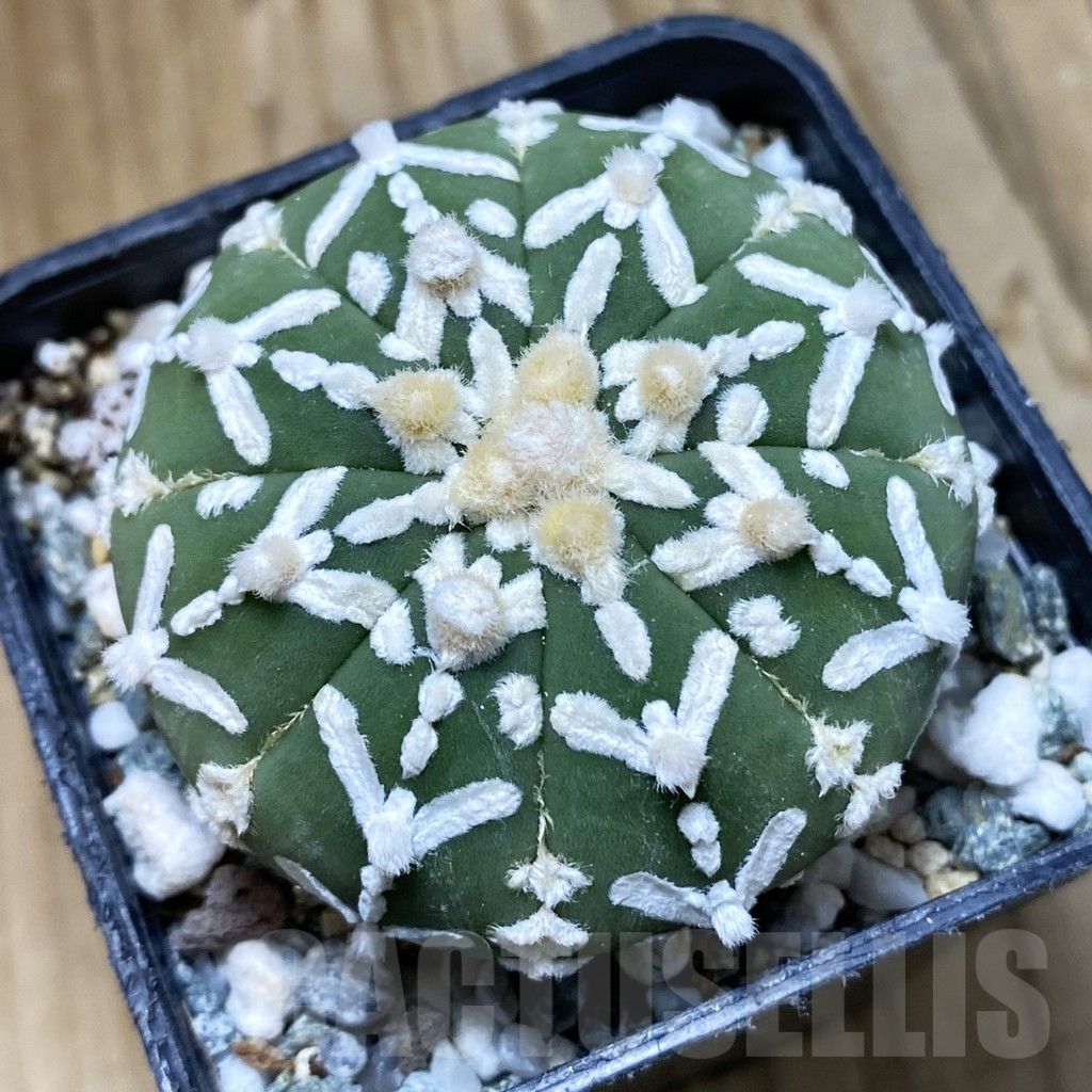 SH11202 Astrophytum asterias 'Super Kabuto' V-type f. nudum