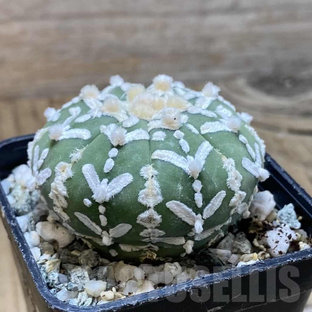 SH11202 Astrophytum asterias 'Super Kabuto' V-type f. nudum - Image 2