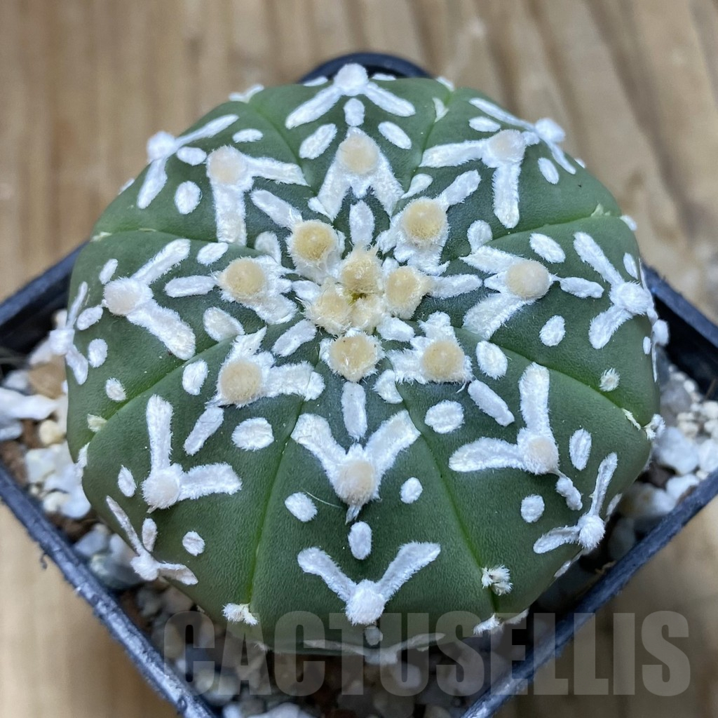 SH11204 Astrophytum asterias 'Super Kabuto' V-type f. nudum