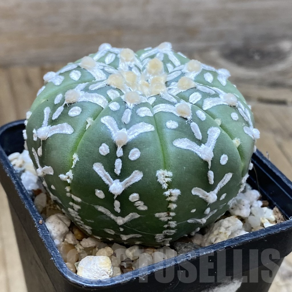 SH11204 Astrophytum asterias 'Super Kabuto' V-type f. nudum - Image 2