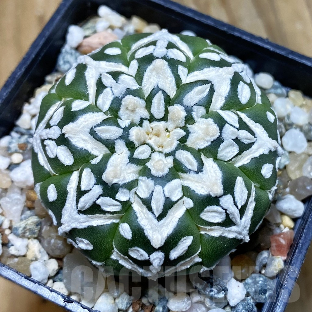 SH11205 Astrophytum asterias 'Super Kabuto' V-type f. nudum