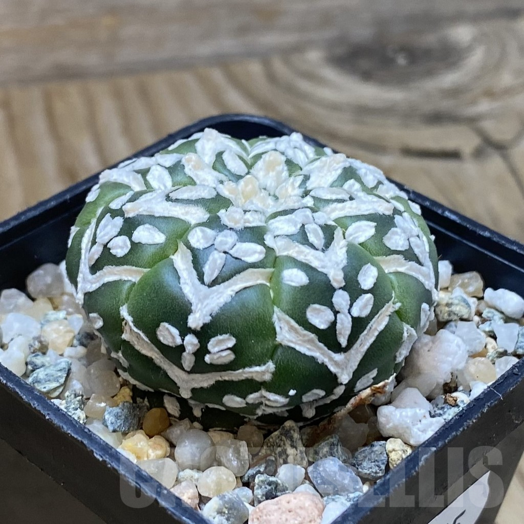 SH11205 Astrophytum asterias 'Super Kabuto' V-type f. nudum - Image 2