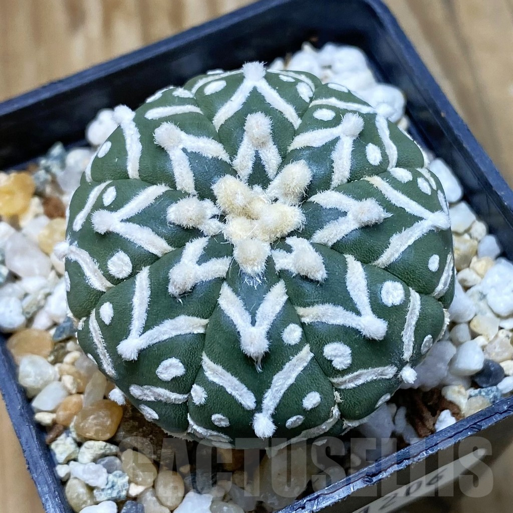 SH11206 Astrophytum asterias 'Super Kabuto' V-type f. nudum