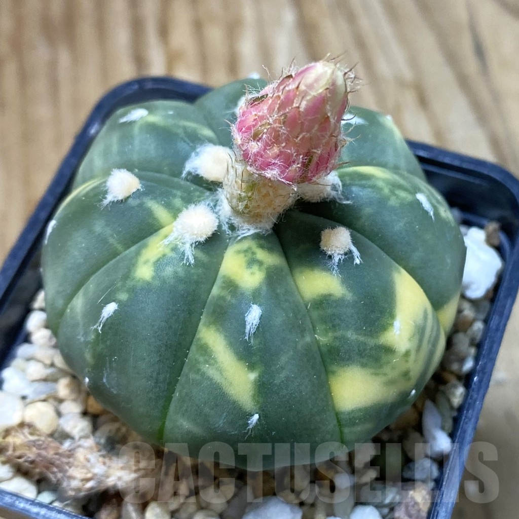 SH11207 Astrophytum asterias f. variegata