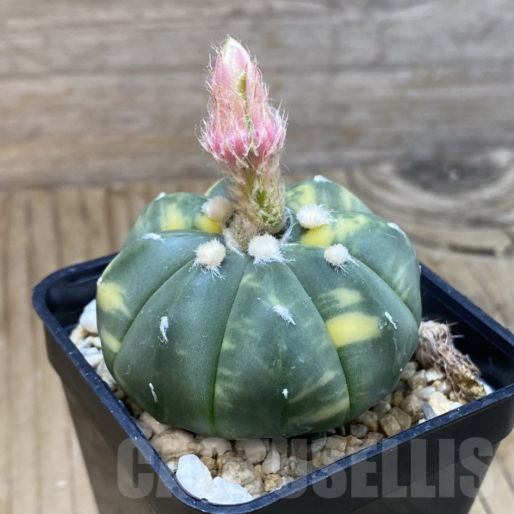 SH11207 Astrophytum asterias f. variegata – Image 2