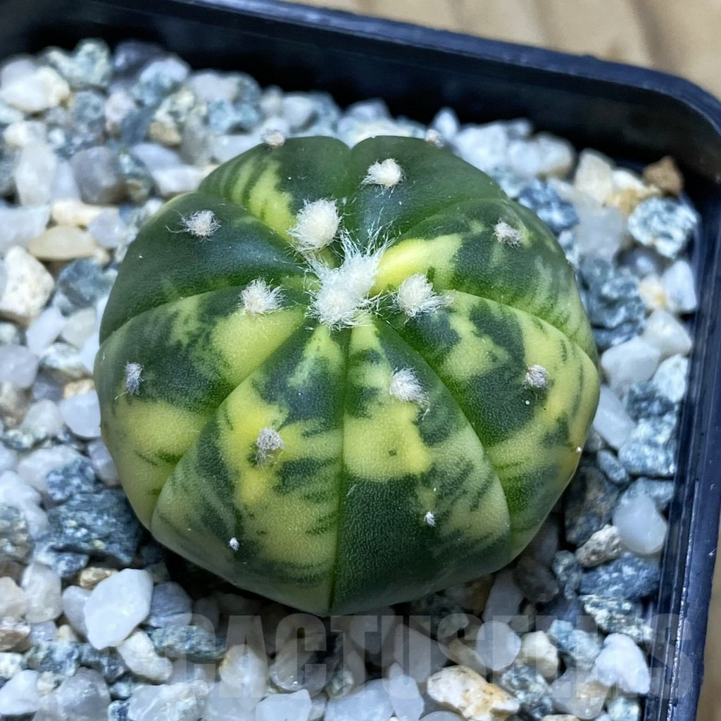SH11208 Astrophytum asterias f. variegata
