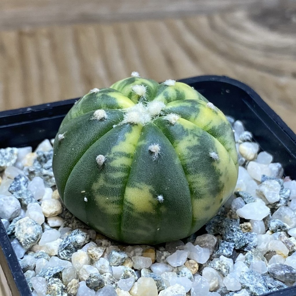 SH11208 Astrophytum asterias f. variegata - Image 2
