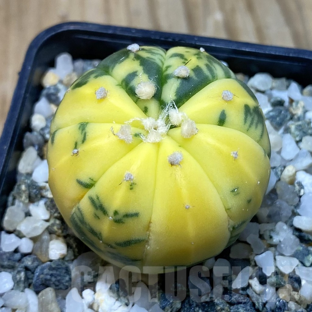 SH11209 Astrophytum asterias f. variegata