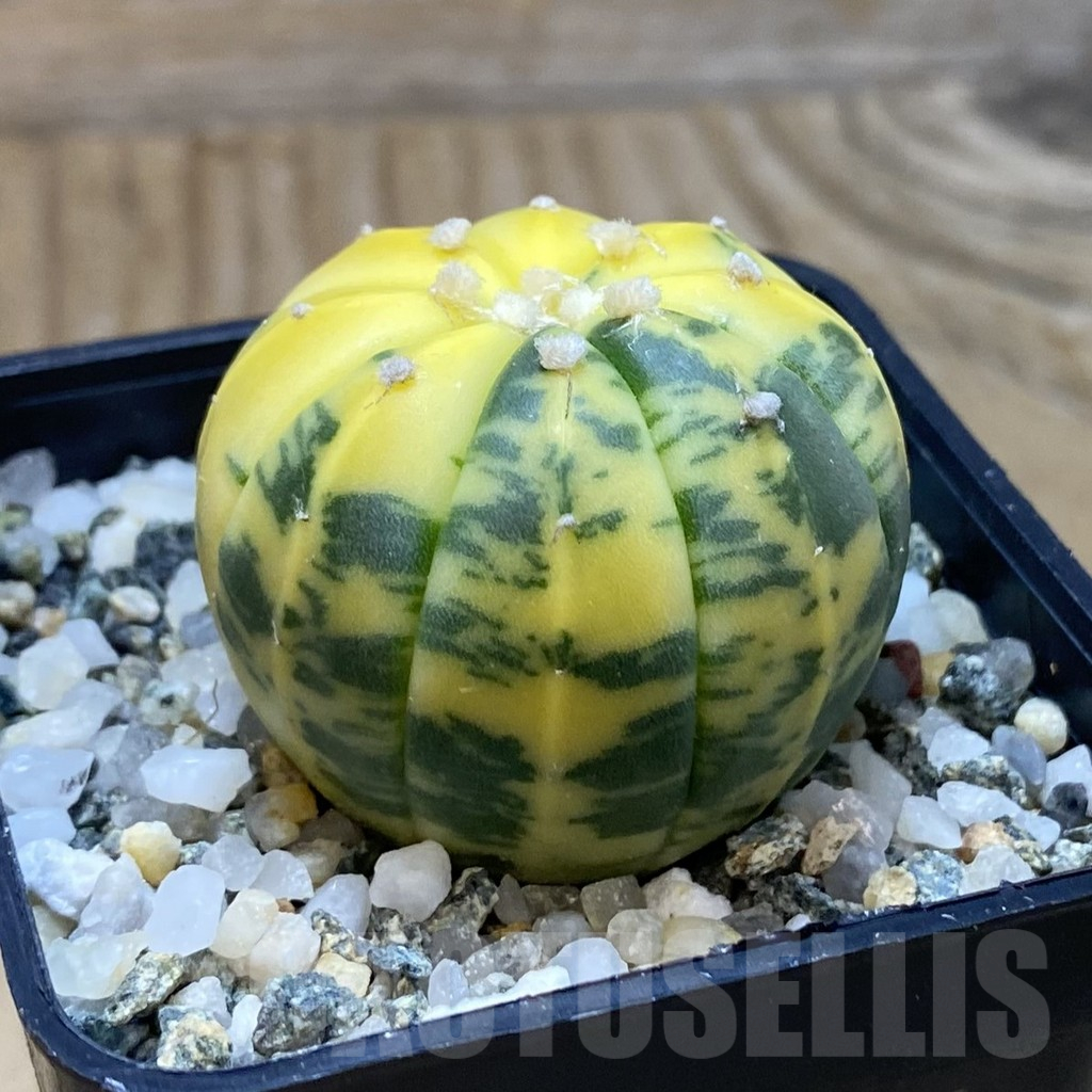 SH11209 Astrophytum asterias f. variegata - immagine 2