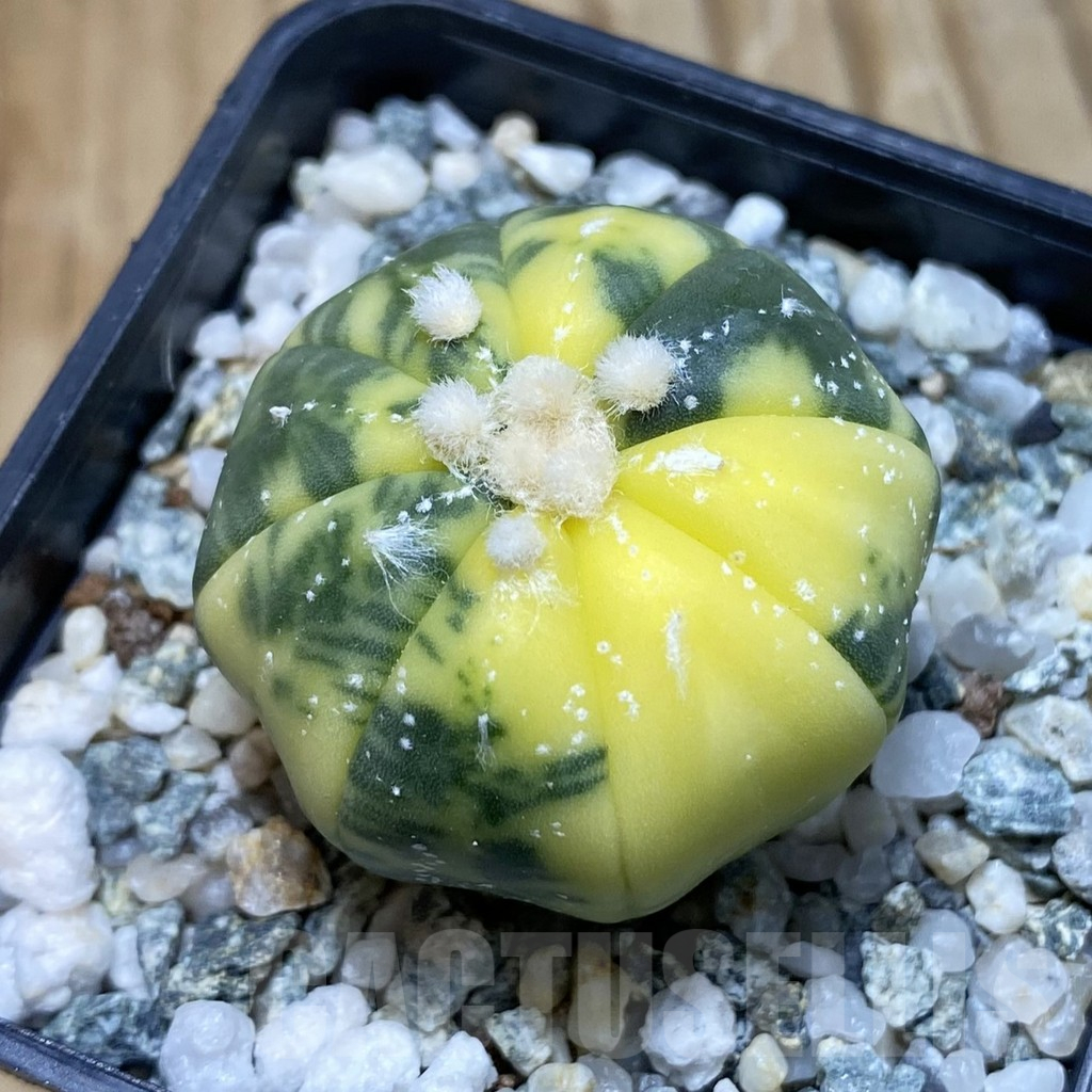 SH11210 Astrophytum asterias f. variegata