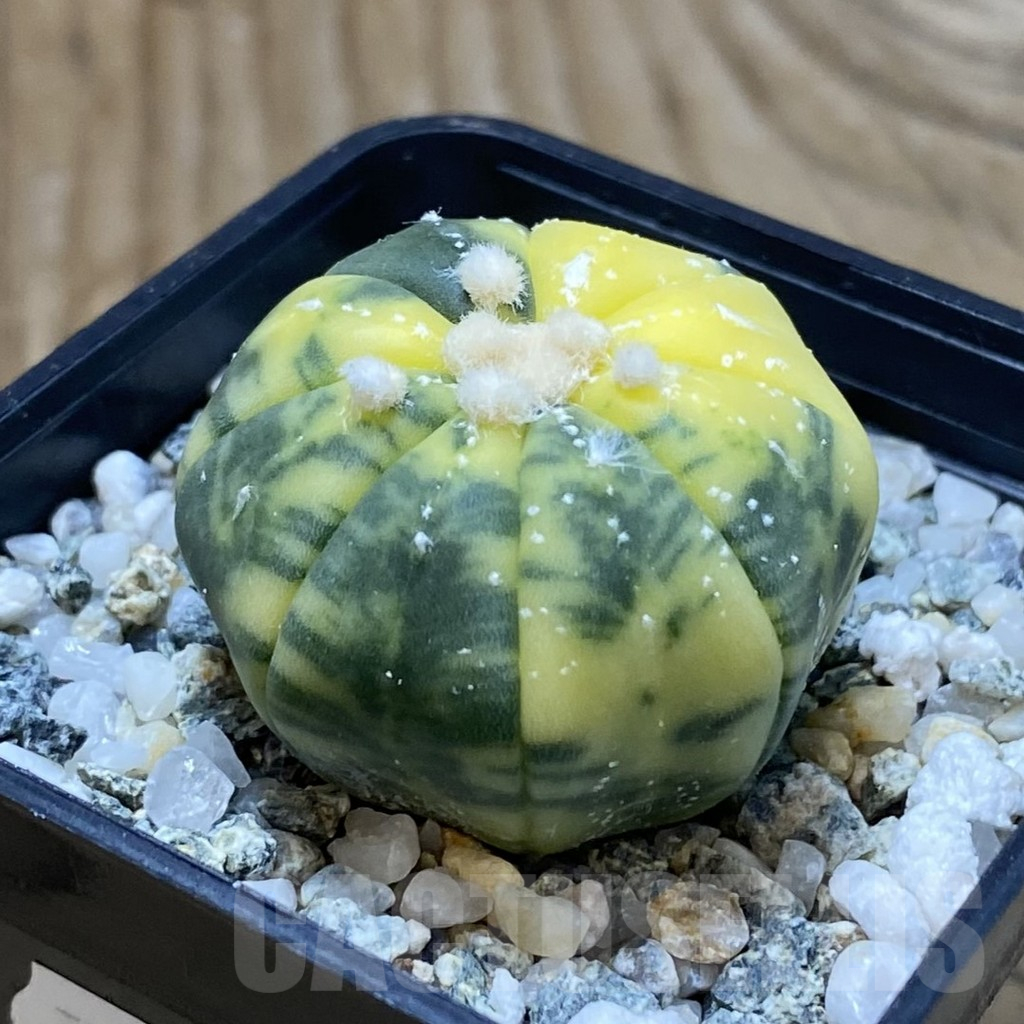 SH11210 Astrophytum asterias f. variegata - immagine 2