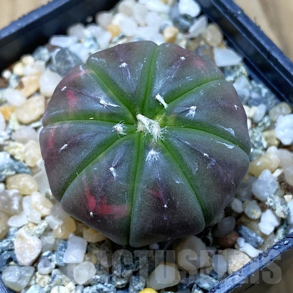 SH11211 Astrophytum asterias ‘Red Purple Skin’ f. variegata